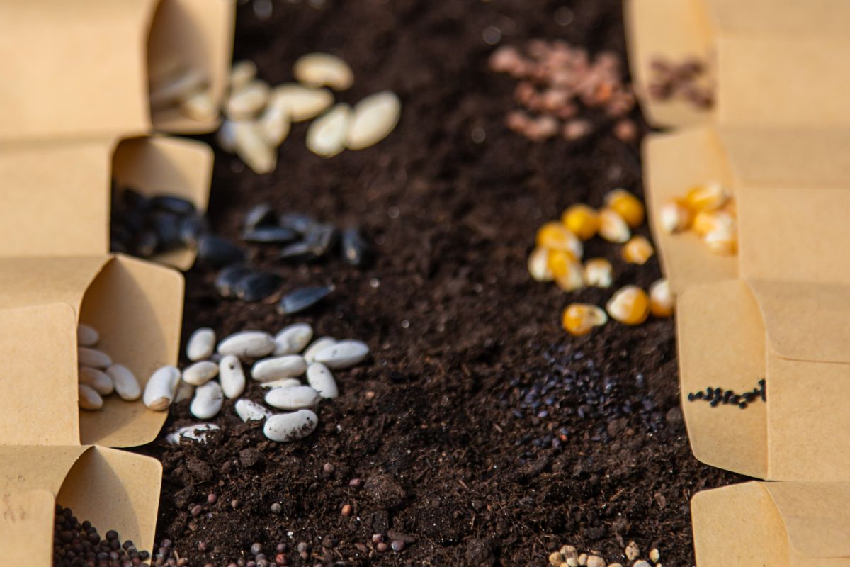 Choose the Right Seeds